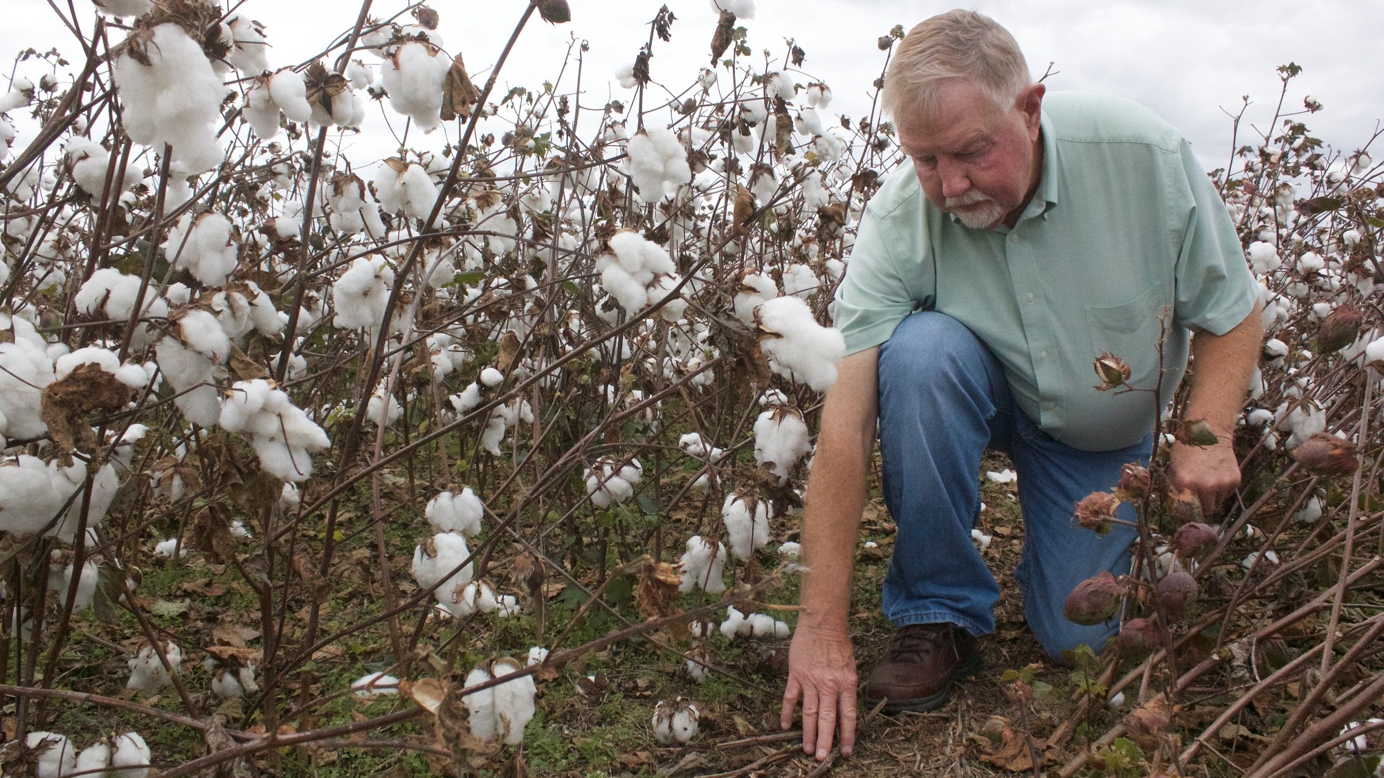Don Tyler 2015 kneeling in no-till cotton crop field
