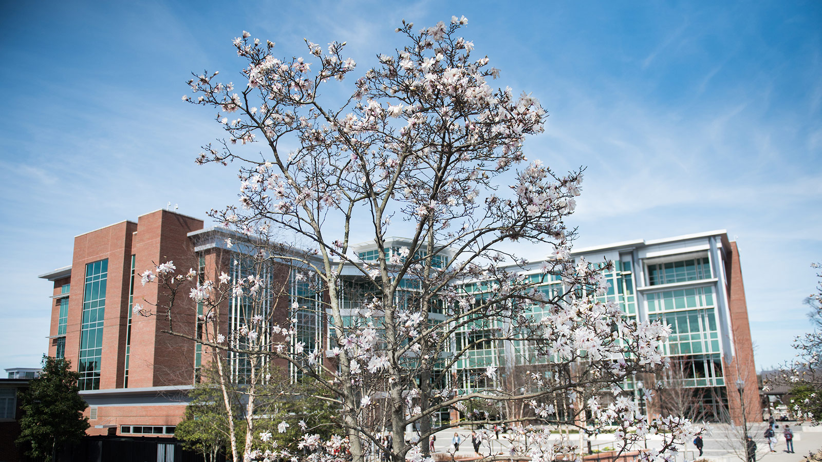 A tree flowers with blooms outside the U T C library